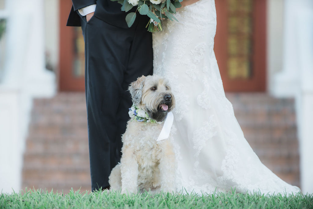 Outdoor Wedding Dog Portrait with Flower Collar