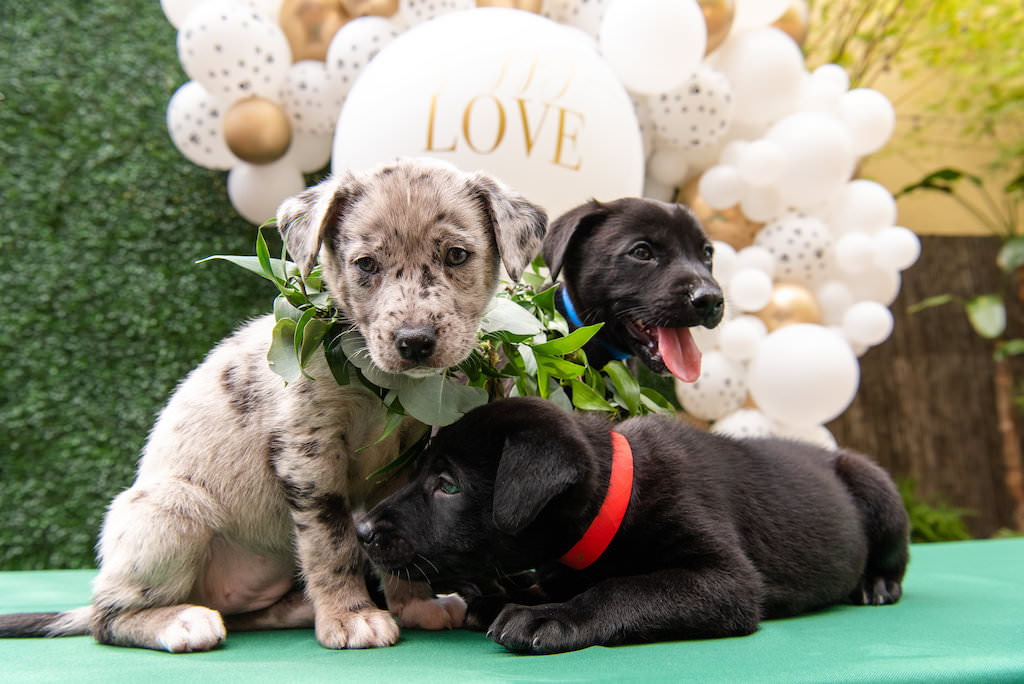 Three Puppies with Greenery Leaf Collar, White and Gold Balloon Backdrop | Tampa Bay Wedding Photographer Caroline and Evan Photography | Pet Coordinators FairyTale Pet Care | Designer and Planner Southern Glam Weddings and Events | St. Pete Wedding Venue NOVA 535