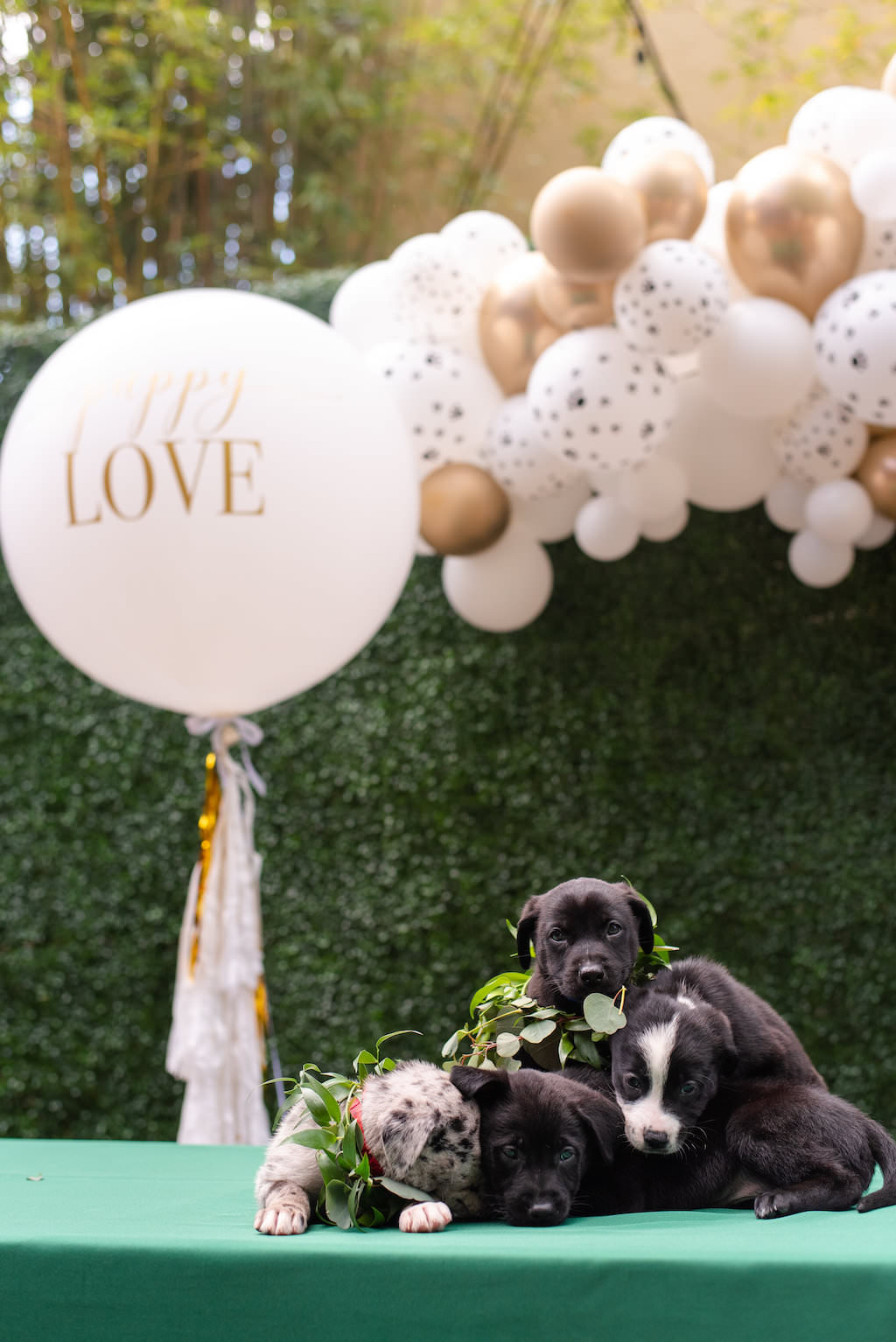 Three Puppies with Greenery Leaf Collar, Gold and White Balloon Backdrop and Greenery Wall Backdrop | Tampa Bay Wedding Photographer Caroline and Evan Photography | Designer and Planner Southern Glam Weddings and Events | St. Pete Wedding Event NOVA 535 | Pet Coordinators FairyTale Pet Care