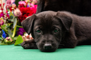 Black Puppy Closeup Portrait | Tampa Bay Wedding Photographer Caroline and Evan Photography | Pet Coordinators FairyTale Pet Care