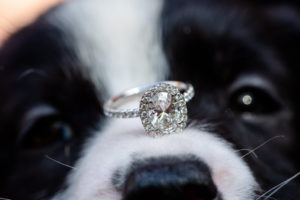 Oval Diamond Halo Engagement Ring and Diamond Band on Black and White Dog Nose | Tampa Bay Wedding Photographer Caroline and Evan Photography | Pet Coordinators FairyTale Pet Care