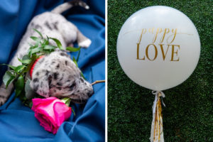 Speckled Grey and White Puppy with Greenery Leaf Collar and Pink Rose, Large Round White Balloon with Gold Font | Tampa Bay Wedding Photographer Caroline and Evan Photography | Pet Coordinators FairyTale Pet Care | Designer and Planner Southern Glam Weddings & Events | Florist Monarch Events And Design