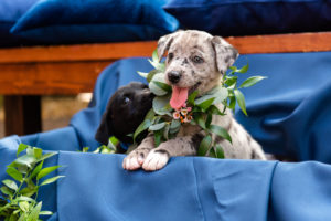 Grey and White Speckled Puppy, Black Puppy with Greenery and Floral Collars and Blue Linen Backdrop | Tampa Bay Wedding Photographer Caroline and Evan Photography | Florist Monarch Events and Design | Designer and Planner Southern Glam Weddings & Events | Pet Coordinators FairyTale Pet Care