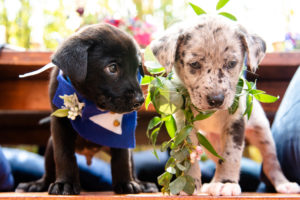 Black Puppy with Blue and White Tuxedo, Grey and White Speckled Puppy with Greenery Leaf Collars | Tampa Bay Wedding Photographer Caroline and Evan Photography | Pet Coordinators FairyTale Pet Care | Florist Monarch Events and Design | Designer and Planner Southern Glam Weddings & Events