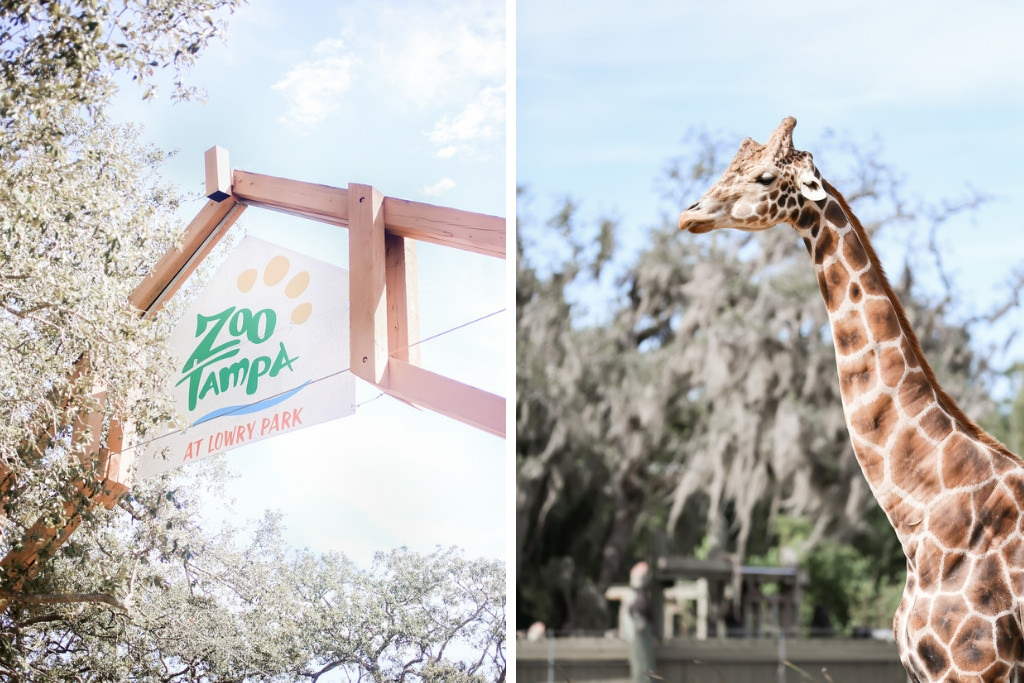 ZooTampa Lowry Park Wedding Venue, Giraffe Portrait | Tampa Bay Wedding Photographer Lifelong Photography Studio