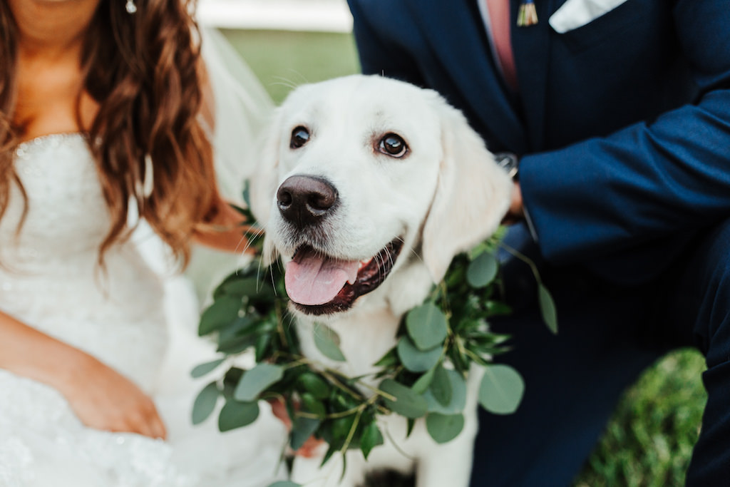 Dog Wearing Green Floral Crown Wreath Collar | Tampa Bay Wedding Florist Monarch Events and Design