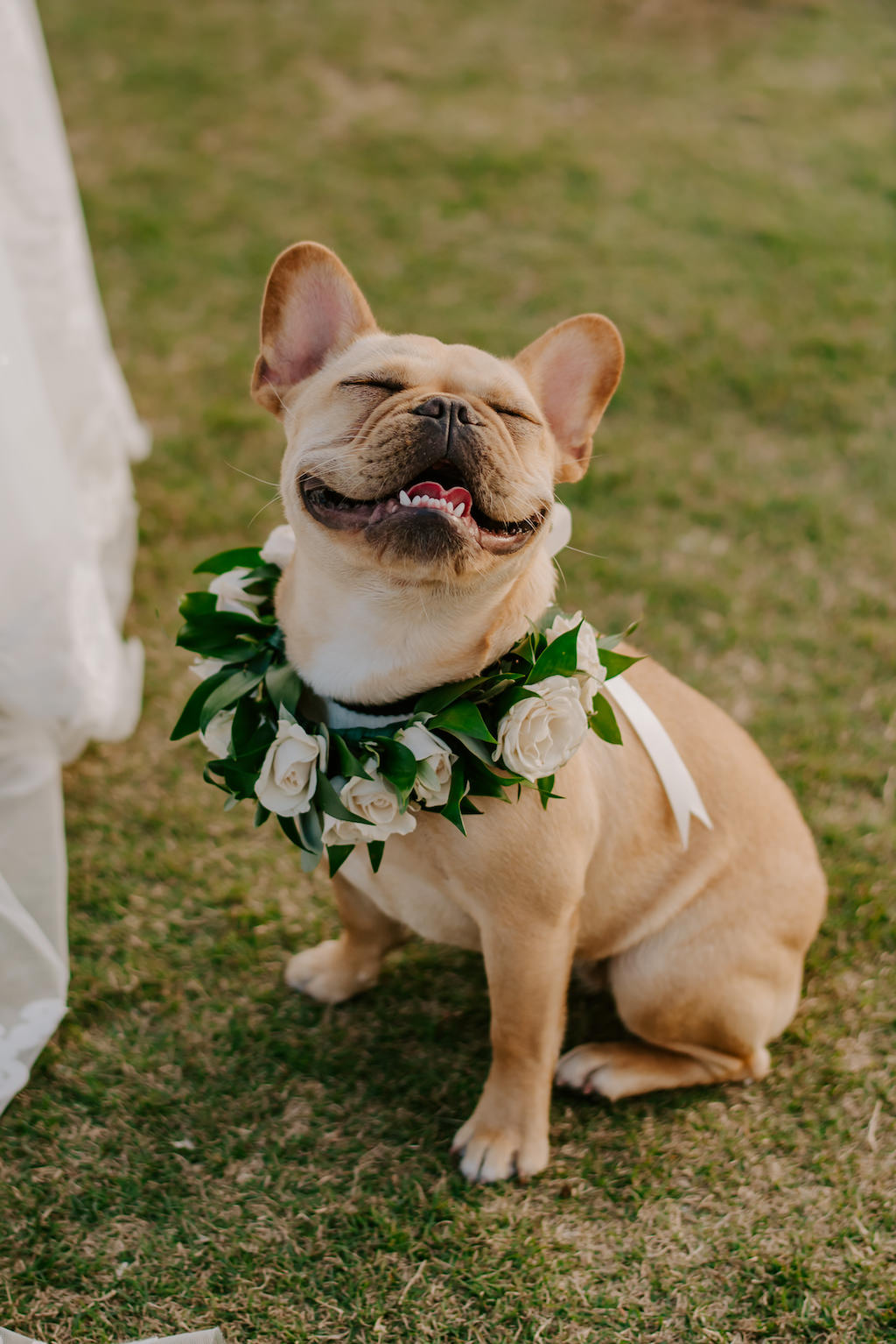 Florida Bride and Smiling French Bulldog, White Rose Dog Collar with Greenery | Tampa Bay Wedding Pet Planner FairyTail Pet Care