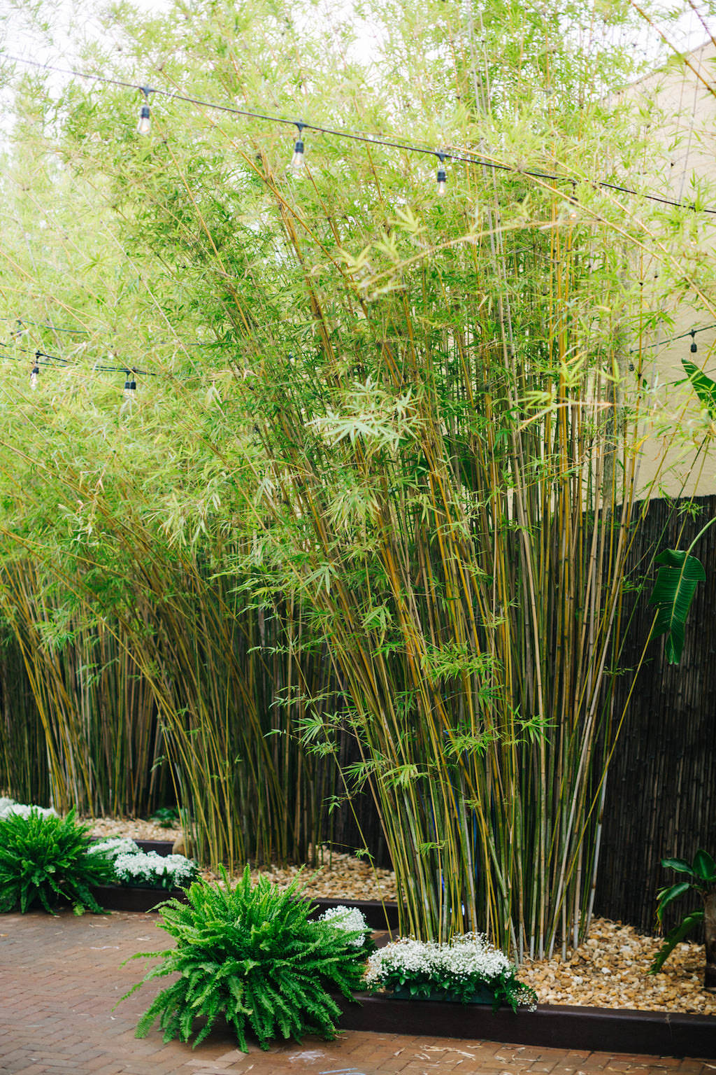 Exotic, Lush Tall Bamboo Garden in Courtyard, Greenery Floral Wedding Decor, Outdoor String Lights | Downtown St. Pete Unique Wedding Venue NOVA 535