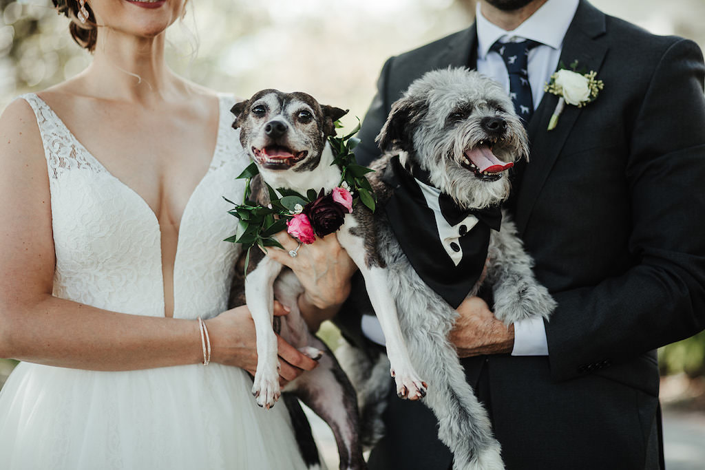 Tampa Bay Bride and Groom with Dogs Wearing Floral Collar and Tuxedo Bandana Wedding Portrait | Tampa Wedding Pet Sitting Services by FairyTail Pet Care