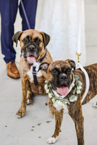 Dogs in Greenery and Ivory Floral Collar | Pet Planner FairyTail Pet Care | Tampa Bay Wedding Photographer Lifelong Photography Studio
