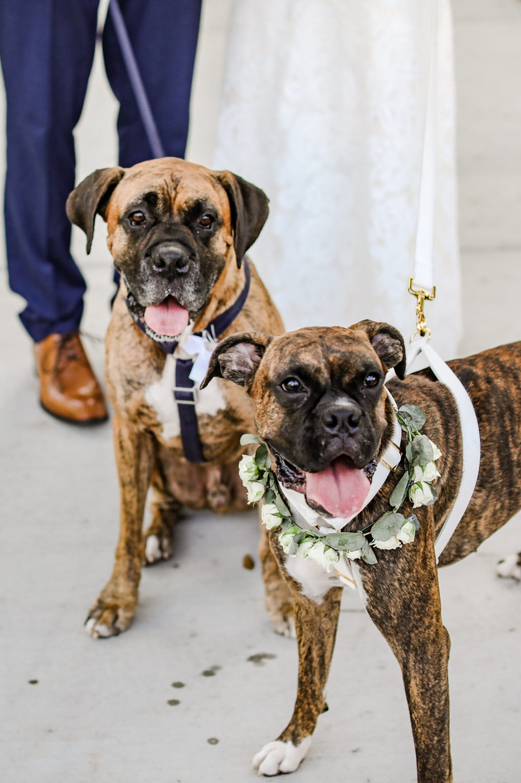 Dogs in Greenery and Ivory Floral Collar | Pet Planner FairyTail Pet Care | Tampa Bay Wedding Photographer Lifelong Photography Studio