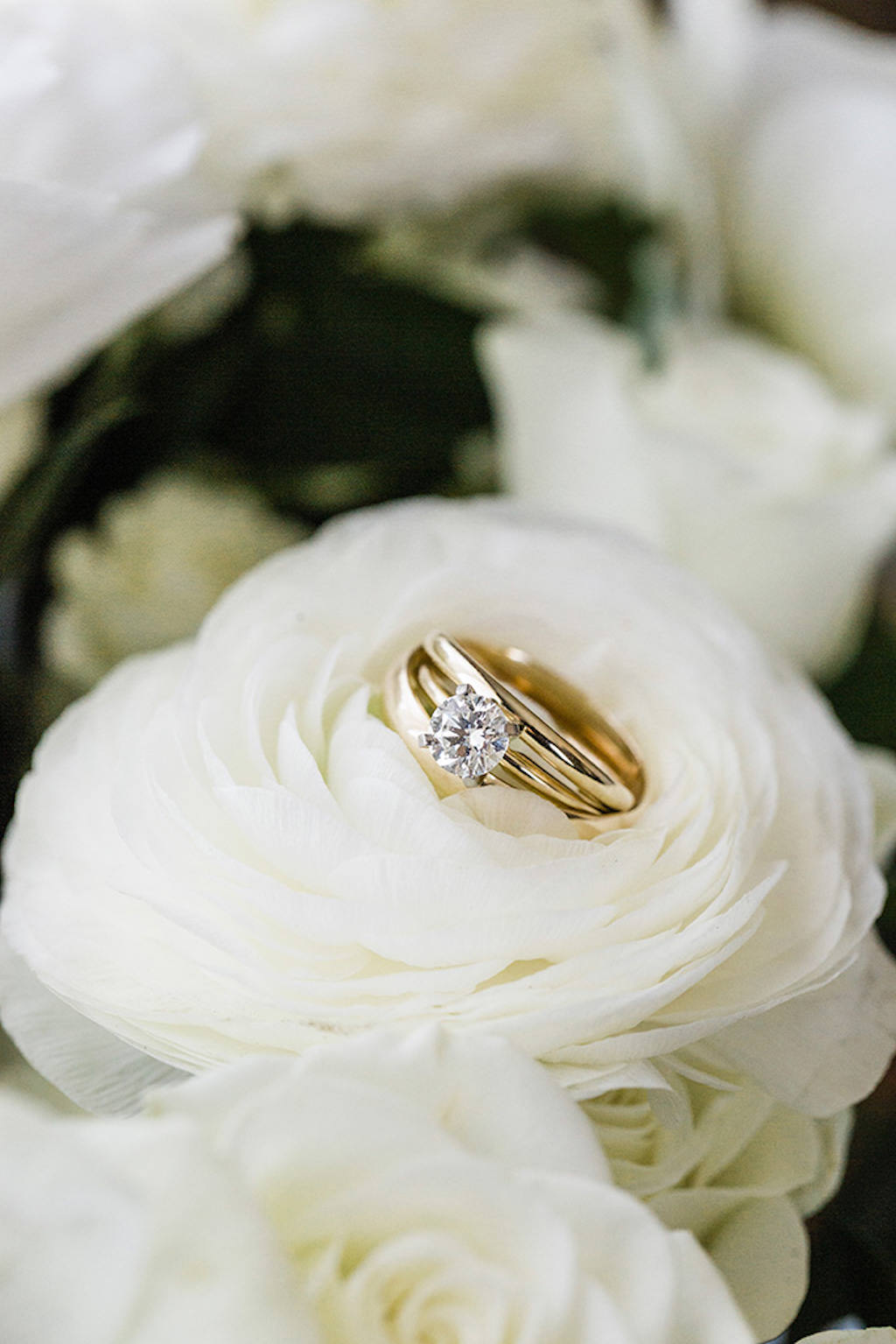Elegant, Classic Solitaire Diamond Engagement Ring with Gold Bands, White Rose Background