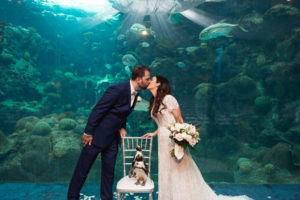 Classic Bride and Groom Kissing Wedding Portrait with Penguins on Silver Chiavari Chairs at Unique Downtown Tampa Wedding Venue The Florida Aquarium, Bride Holding Garden Inspired Ivory and Blush Pink Roses Floral Bouquet