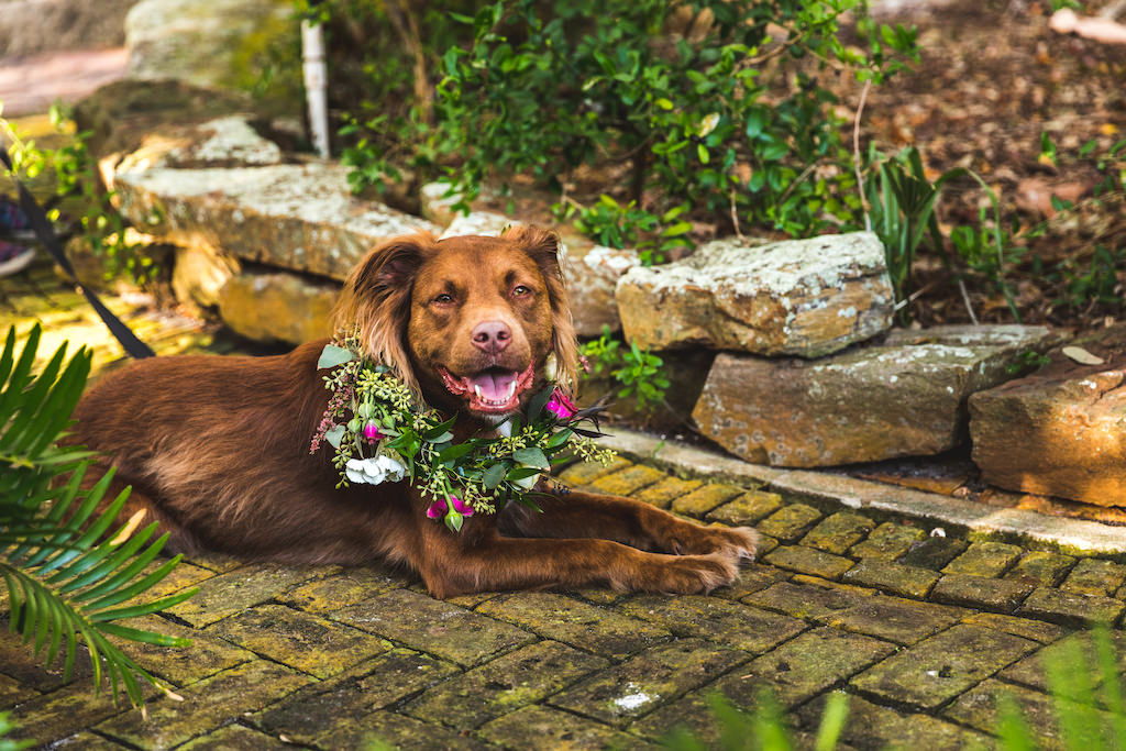 Dog Wearing Greenery Garland with Pink Flowers Wedding Portrait | Tampa Bay Wedding Pet Sitting FairyTail Pet Care