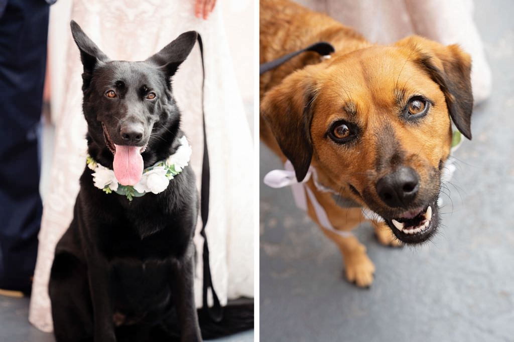 Florida Wedding Portrait with Pets, Dogs in Floral Collars | Tampa Bay Wedding Petcare Planners Fairytail Pet Care | St. Pete Beach Historic Resort The Don CeSar