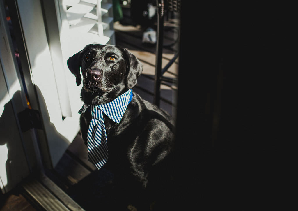 Tampa Bay Dog in Tie for Wedding, Blue and White Striped Pet Accessory