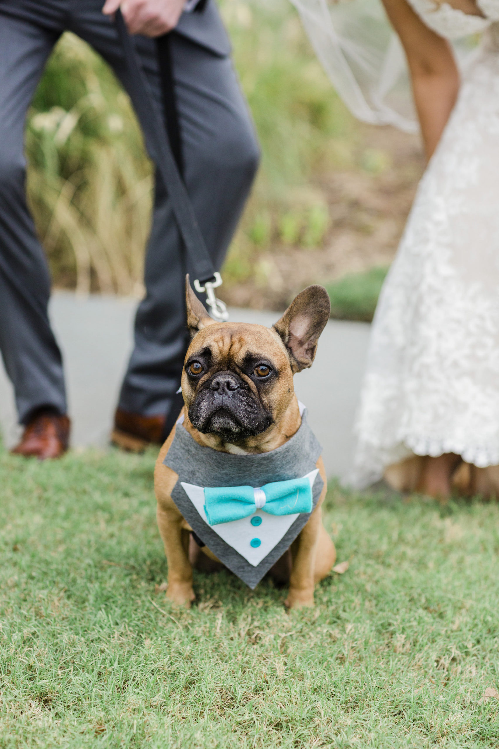 Wedding Dog of Honor | Dog Bandana Bow Tie | Tampa Bay Pet Planner Fairytail Pet Care