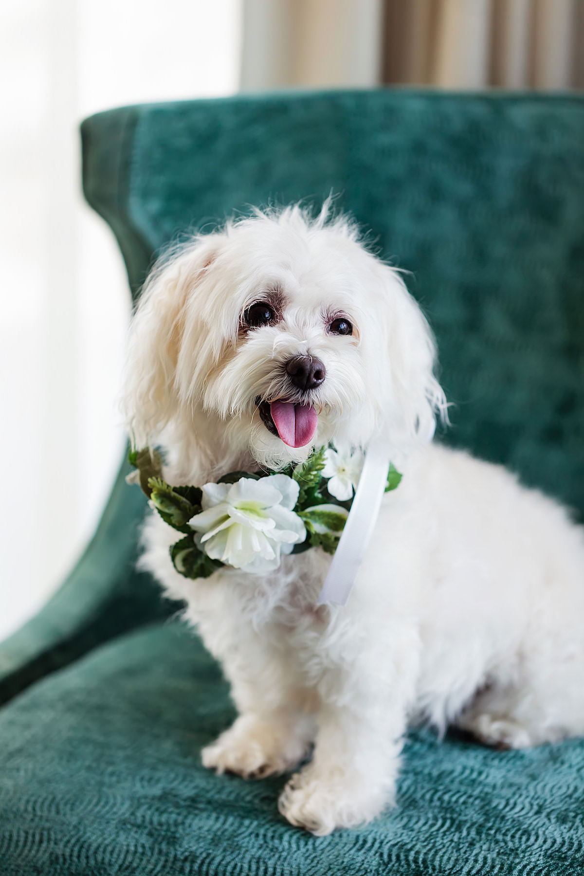 White Dog with White Flower and Greenery Collar | Tampa Bay Pet Planner FairyTail Pet Care