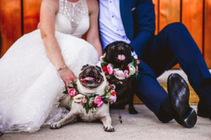 Bride and Groom Outdoor Portraits with Pet Dogs of Honor in St. Pete Florida | Wedding Pugs Wearing Flower Crown Collars | White Embroidered Organza Ballgown Illusion Neck Bib Neckline Bridal Gown and Classic Navy Groom Suit