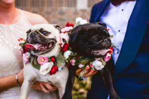 Bride and Groom Portraits with Pet Dogs of Honor in St. Pete Florida | Wedding Pugs Wearing Flower Crown Collars