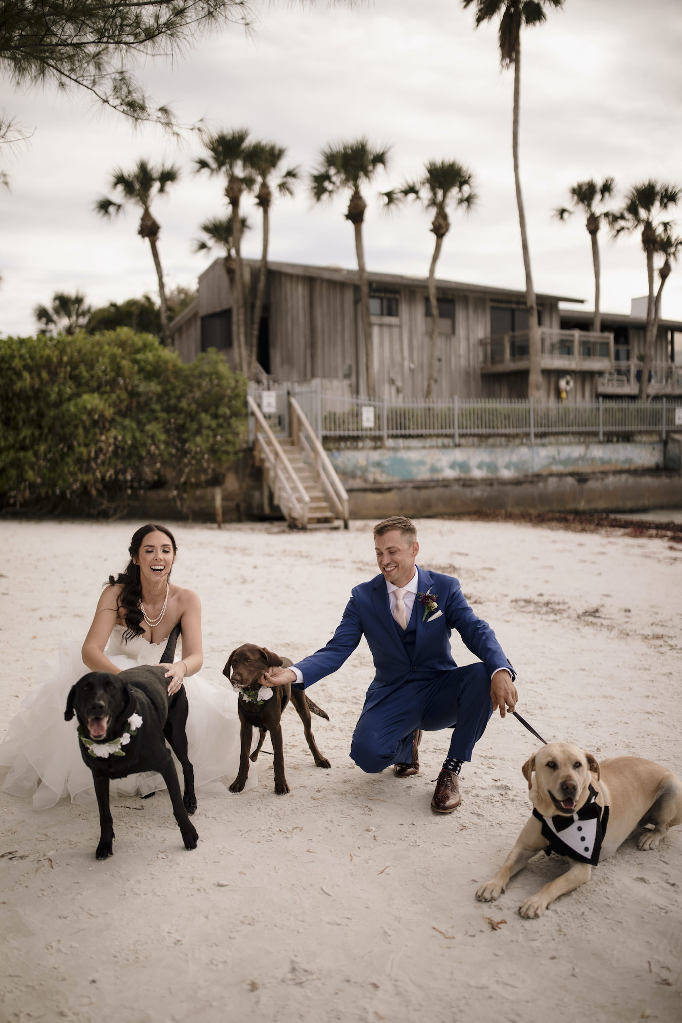 Bride and Groom Outdoor Sarasota Beach Portrait with Pet Dogs of Honor wearing Flower Collars and Tuxedo Dog Collar | Tampa Wedding Fairytail Pet Care | Groom in Navy Blue Suit with Blush Pink Neck Tie