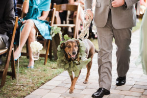 Dog wearing Eucalyptus Leaf Greenery Wreath Being Walked Down the Aisle During Wedding Processional and Ceremony
