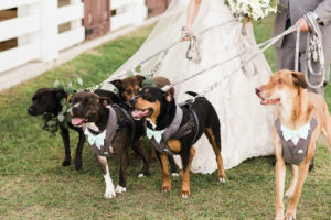 Florida Bride and Groom Walk Dogs on Leash During Wedding Portraits, Dogs Wearing Bow Ties and Eucalyptus Leaf Collar