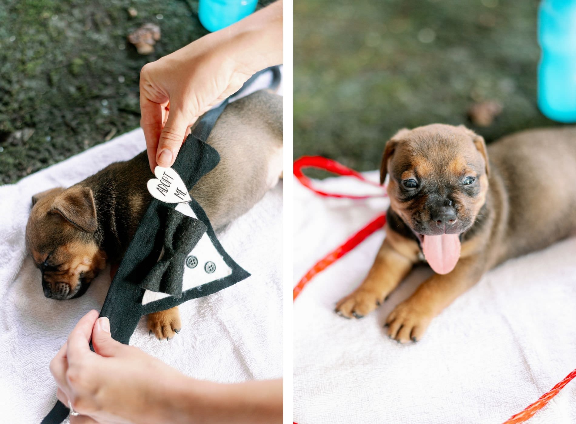Wedding Adoptable Puppies Pets by Fairy Tail Pet Care | Dog Tuxedo Wedding Bandana Adopt Me