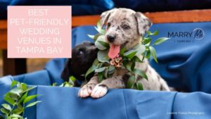 Best Pet-Friendly Wedding Venues in Tampa Bay | Pet Planners Fairytail Pet Care