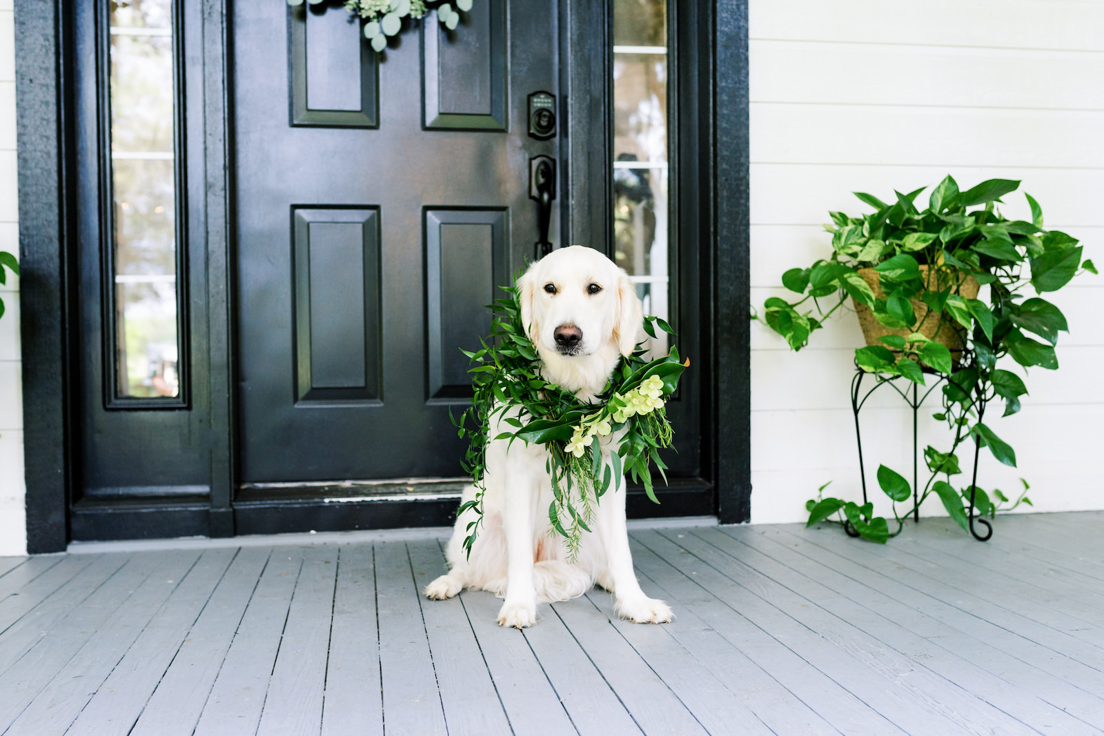 Including Pet Dog at Wedding, Golden Retriever in Floral Dog Collar with Magnolia Leaf Greenery