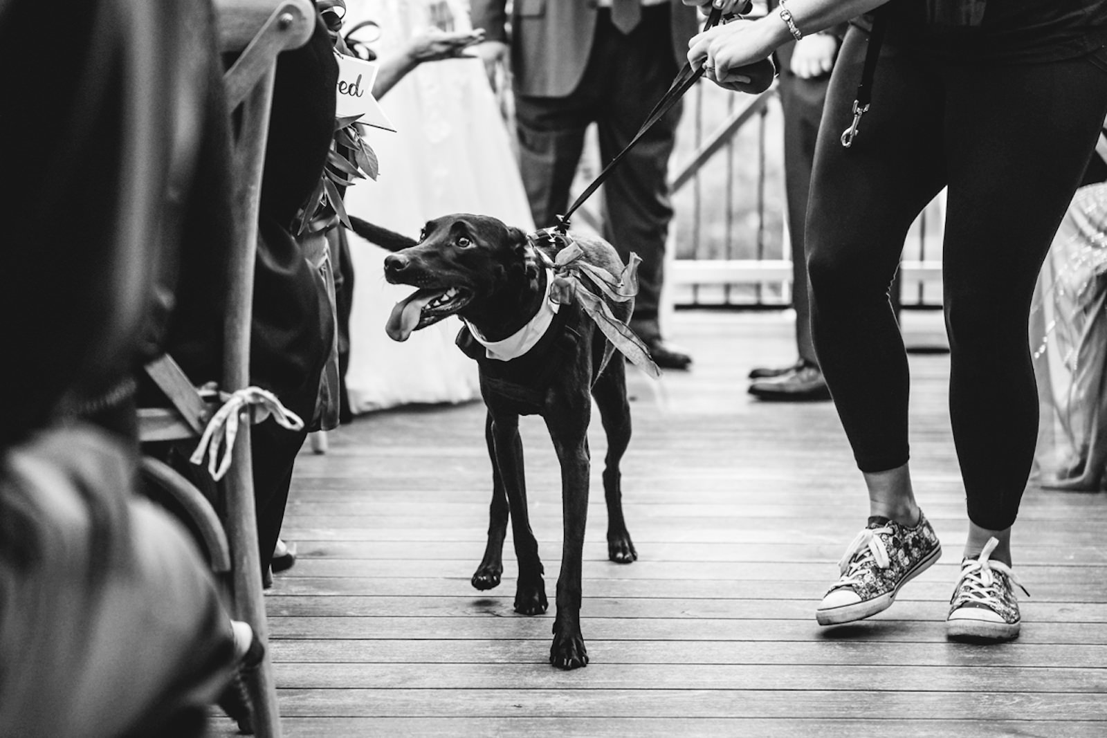 Dog Walking Down Wedding Ceremony Aisle | Tampa Bay Wedding Pet Planner FairyTail Pet Care