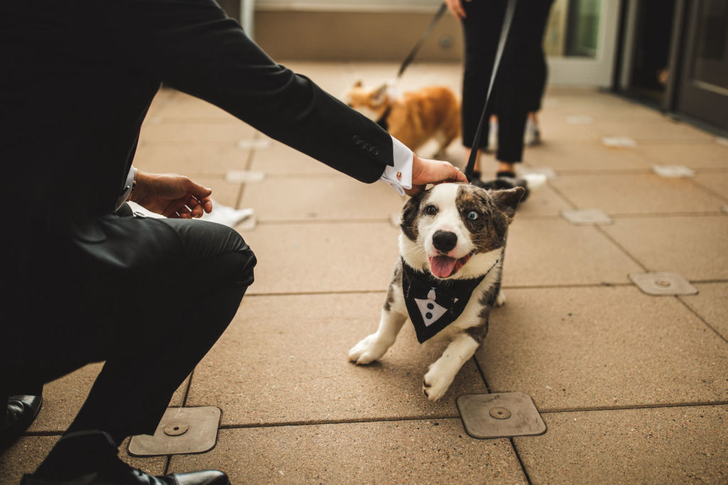 Dog Wearing Tuxedo for Wedding | Tampa Bay Wedding Pet Planner FairyTail Pet Care