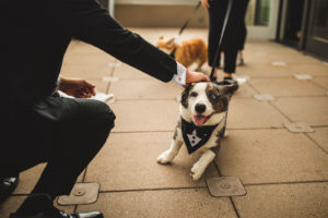 Dog Wearing Tuxedo for Wedding | Tampa Bay Wedding Pet Planner FairyTail Pet Care