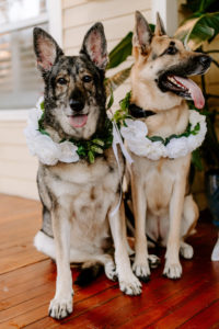 Pets Attend Florida Wedding, Bride and Groom Husky Dogs wear White Floral Dog Collars | St. Petersburg Wedding Planner Parties A'La Carte