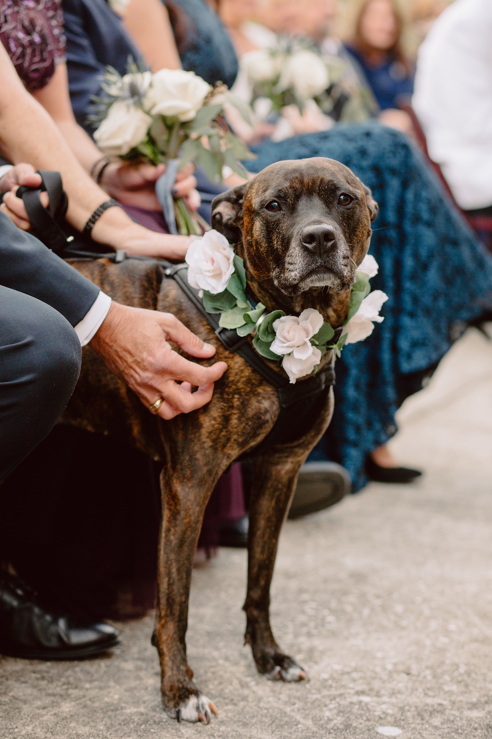 Dog at Wedding Ceremony Portrait | FairyTail Pet Care