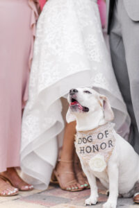 Dog of Honor Wearing Burlap Bandana | Big Fake Wedding Tampa