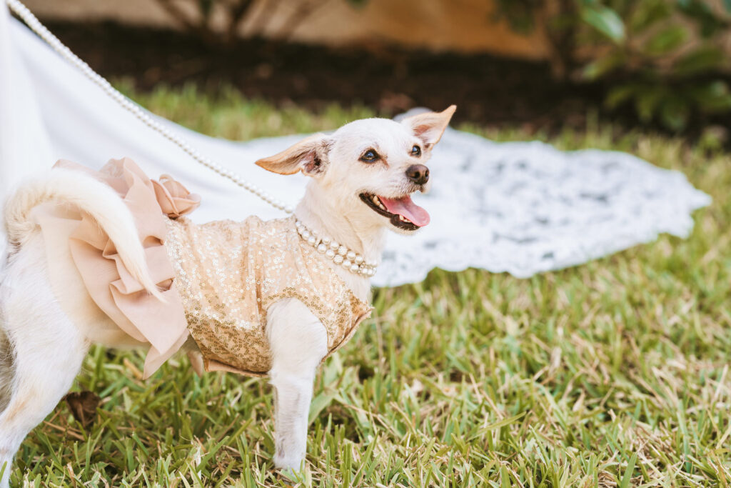 Chihuahua dog wearing rose gold sequin dress with tutu and pearl collar and collar | Tampa wedding photographer Bonnie Newman Creative