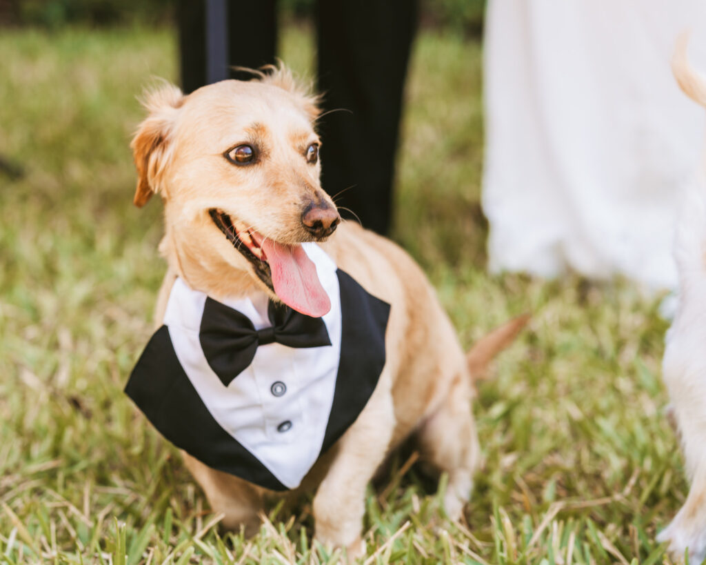 Dog wearing tuxedo vest for wedding | Tampa Bay wedding photographer Bonnie Newman Creative