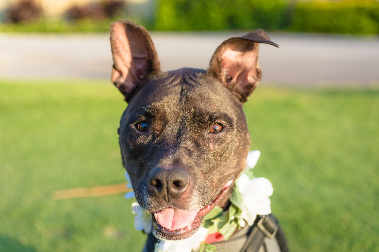 Dog Portrait on Wedding Day | FairyTail Pet Care