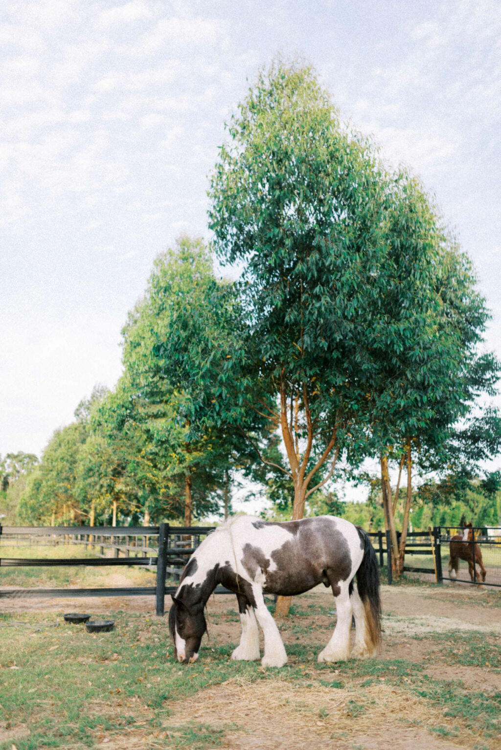 Brown and White Horse Grazing at Garden Whimsical Wedding Styled Shoot Seffner Wedding Venue Mill Pond Estate