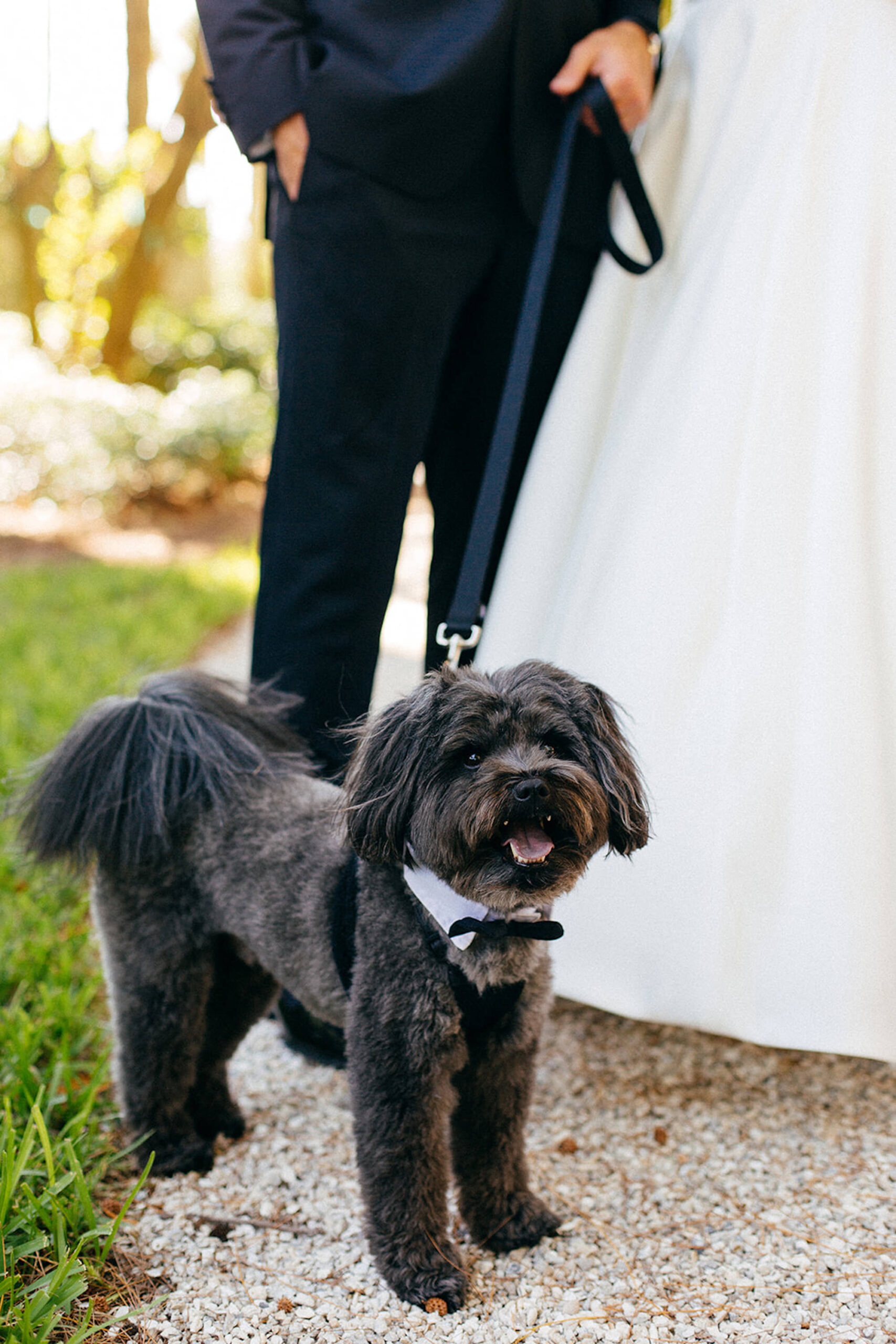 Small Black Dog Wearing Bowtie | Tampa Bay Wedding Pet Planner FairyTail Pet Care