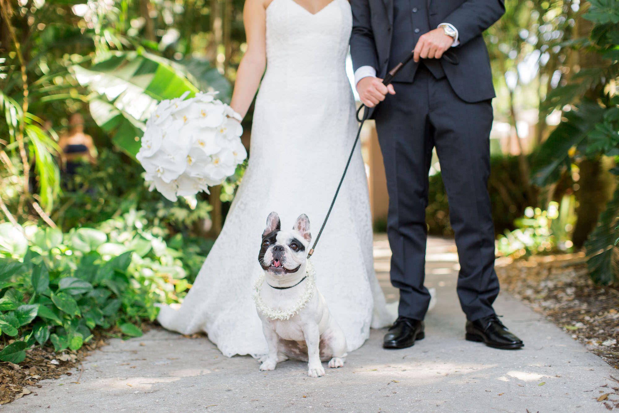 Timeless Classic Bride and Groom with French Bulldog Wedding Portrait | Tampa Bay Wedding Pet Planner FairyTail Pet Care