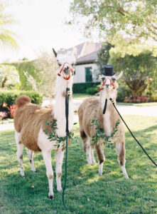 Old Florida Elegant Wedding LLamas, Alpacas with Greenery Wreaths and Top Hat