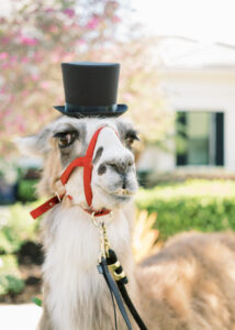 Old Florida Elegant Wedding LLamas, Alpacas with Greenery Wreaths and Top Hat