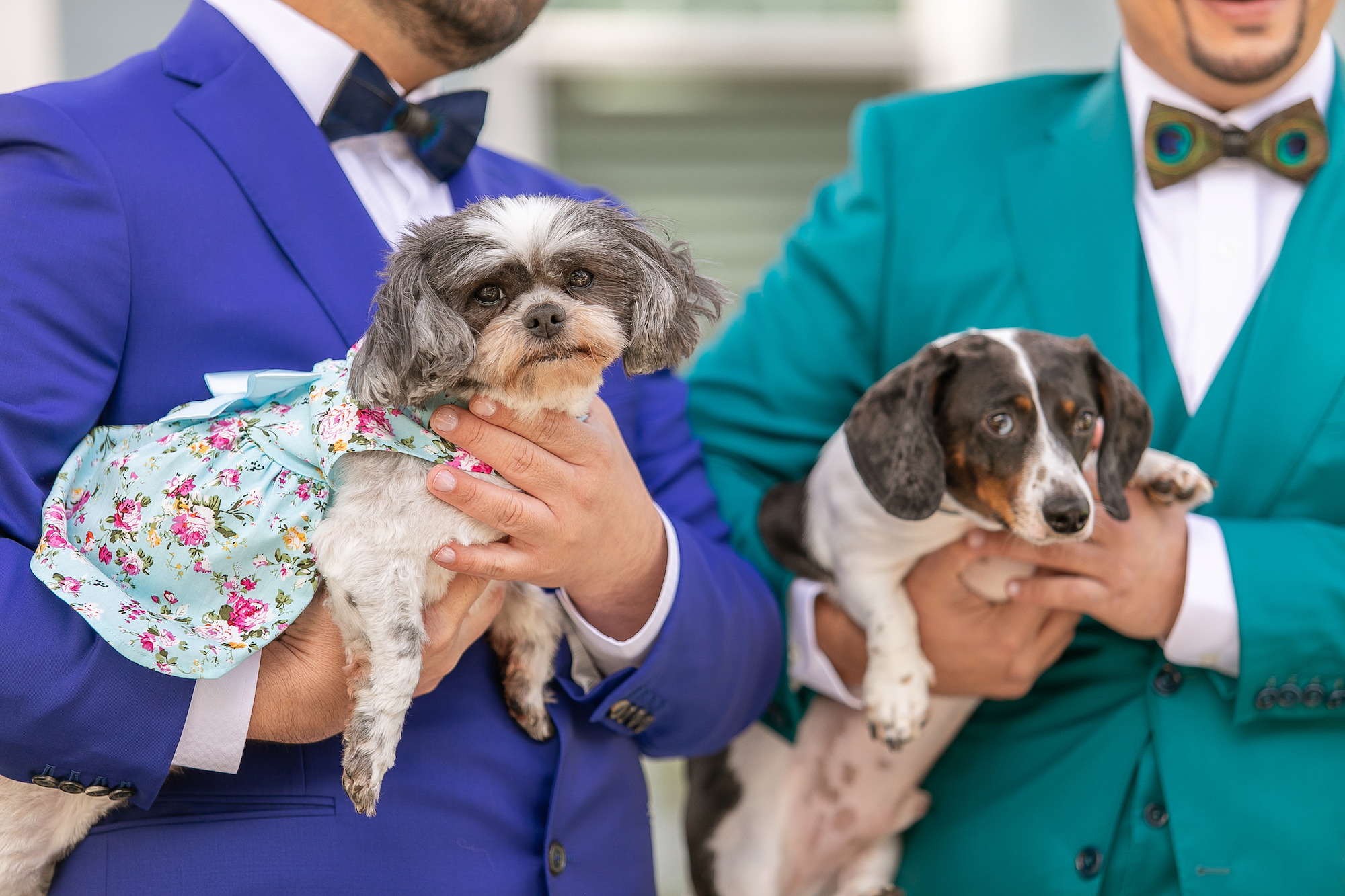 Grooms and Puppies on Wedding Day | St. Pete Photographer Kristen Marie Photography