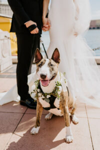 Pets in Wedding Ideas | Tampa Bay Pet Care Fairytail Pet Care