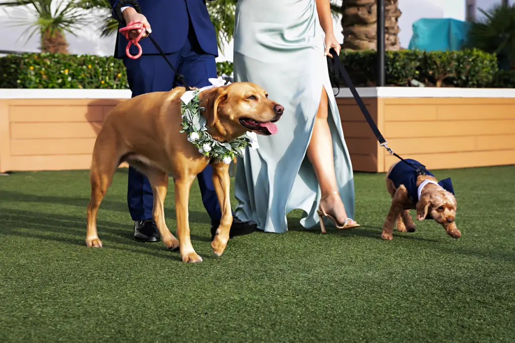 Bridal Party with Dogs at Wedding Ceremony | Clearwater Pet Planner FairyTail Pet Care