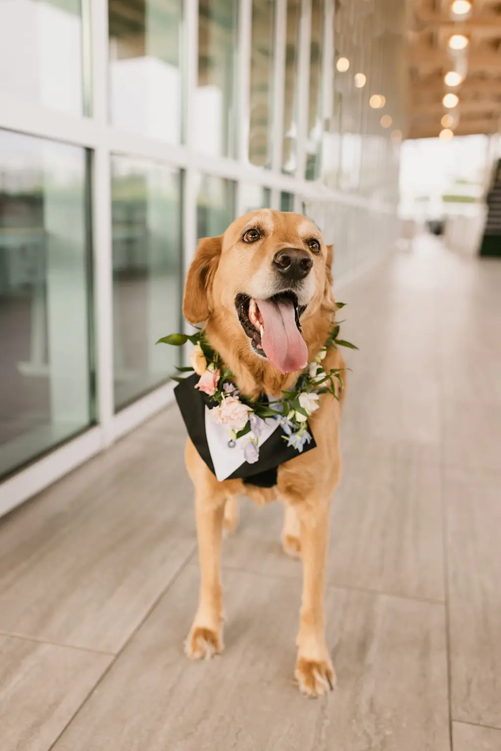 Dog with Wedding Tuxedo Bandana | Tampa Bay FairyTail Pet Care
