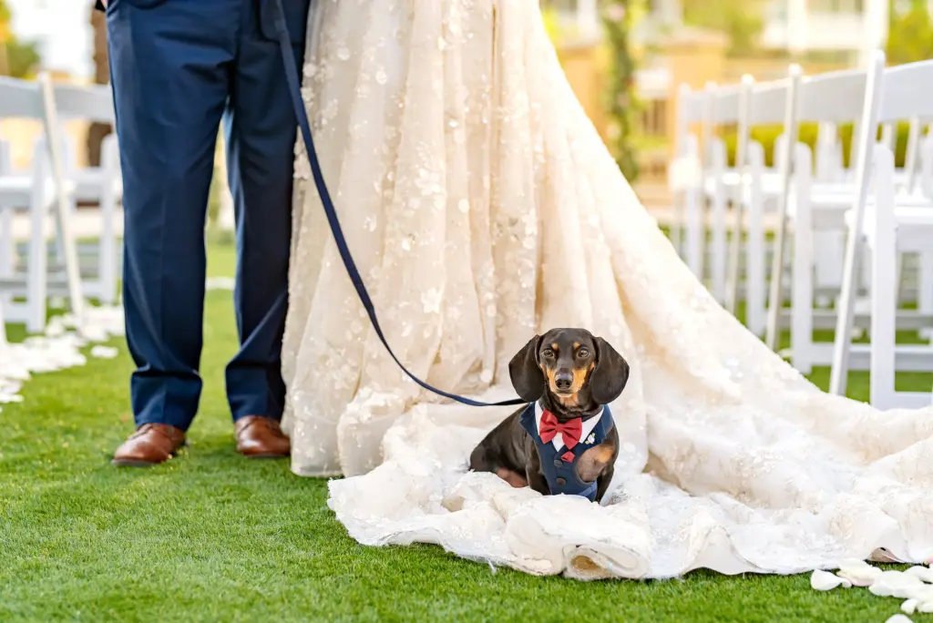 Bride and Groom With Dog Wedding Portrait | Tampa Bay Dog Sitting Company FairyTail Pet Care | Wedding Dog Tuxedo with Bow Tie