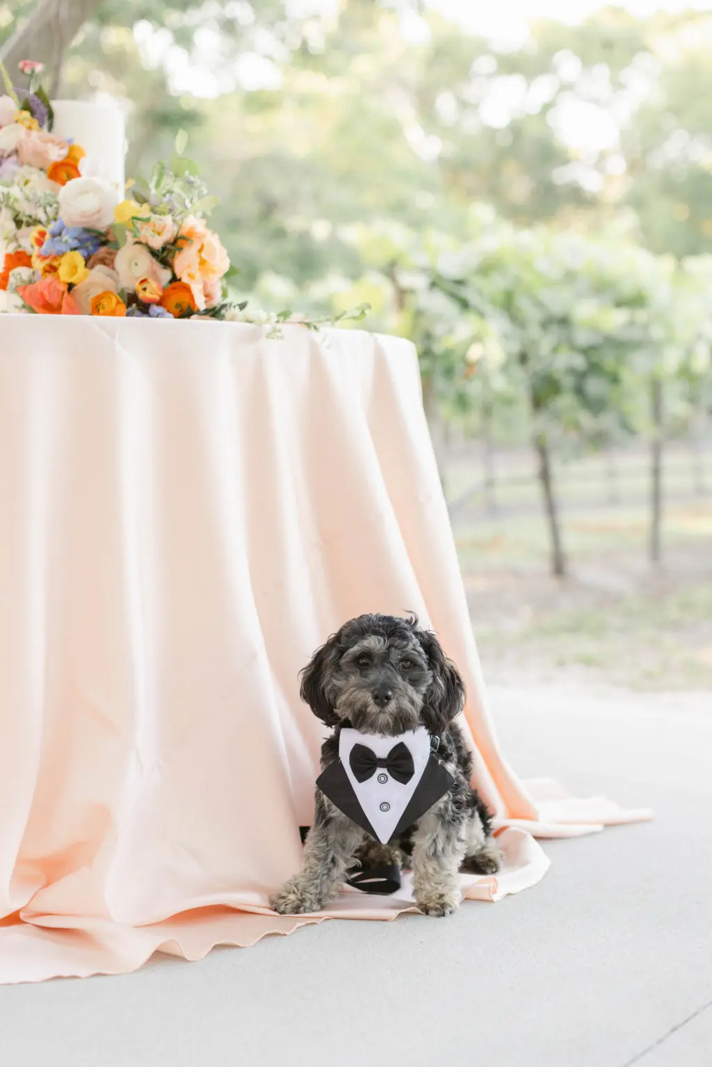 Dog with Wedding Tuxedo Bandana | Sarasota Pet Planner Dog Sitters FairyTail Pet Care